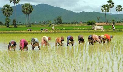 Rice farming